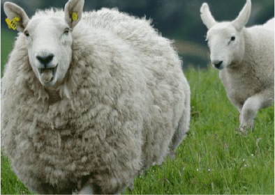 Sheep in a field